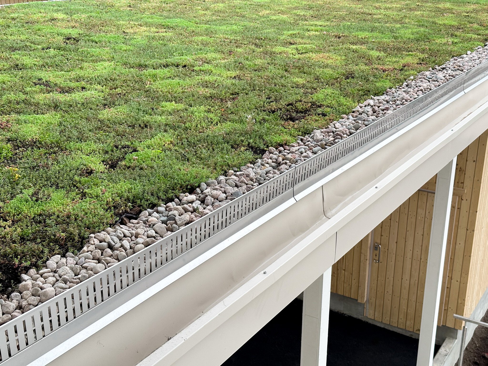 Peltitarvike viherkattolista